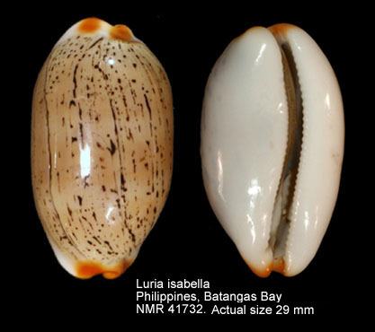 Luria isabella.jpg - Luria isabella(Linnaeus,1758)